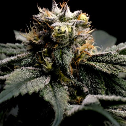 Diesel growlog timeline photo