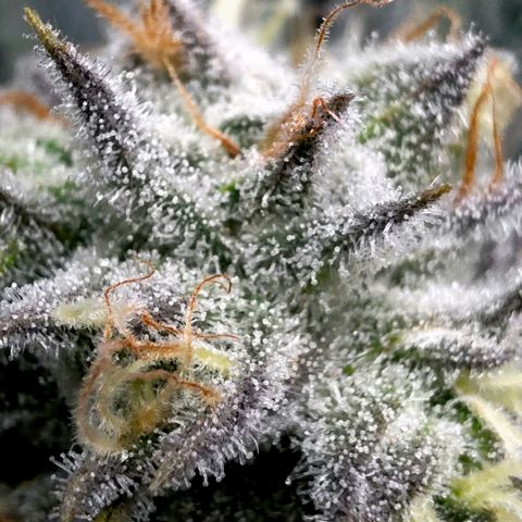 Diesel growlog timeline photo