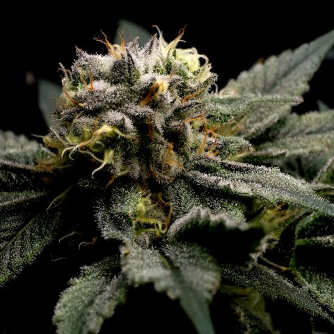 Diesel growlog timeline photo