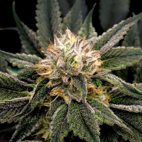 Diesel growlog timeline photo