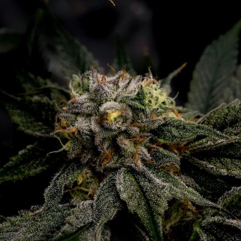 Diesel growlog timeline photo