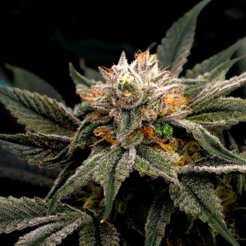 Diesel growlog timeline photo