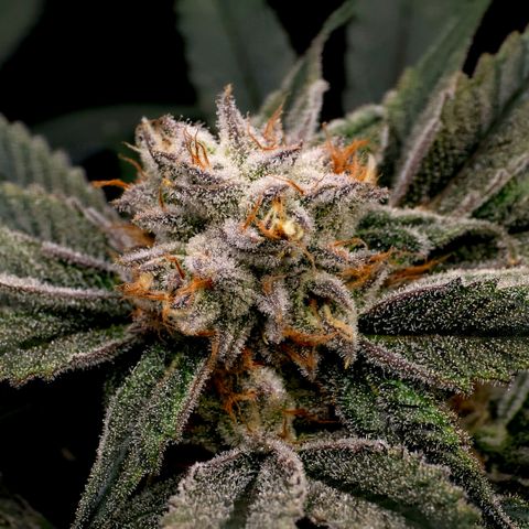 Diesel growlog timeline photo