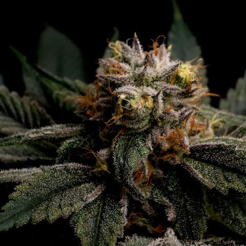 Diesel growlog timeline photo