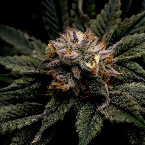 Diesel growlog timeline photo
