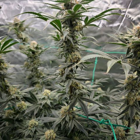 Diesel growlog timeline photo