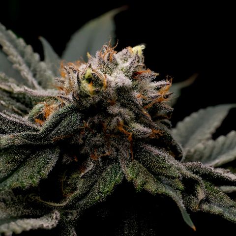 Diesel growlog timeline photo
