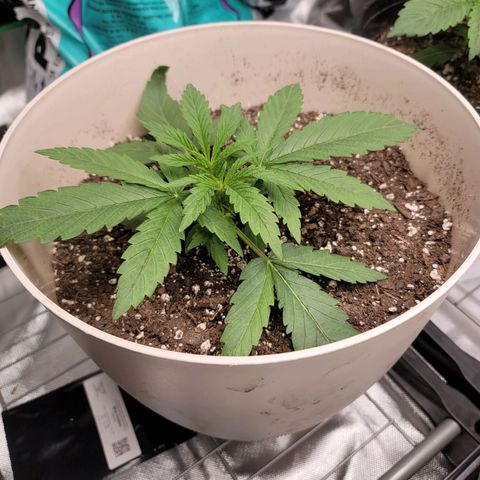 Blue Cookies  growlog timeline photo
