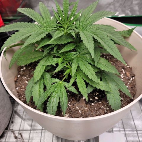 Blue Cookies  growlog timeline photo