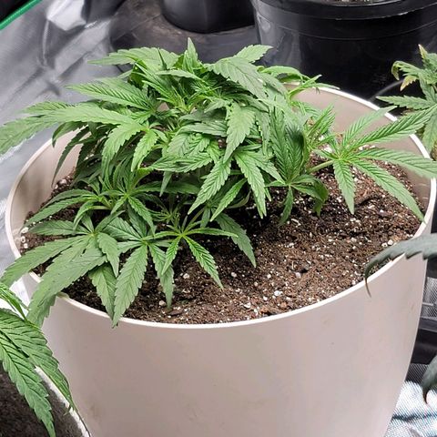 Blue Cookies  growlog timeline photo
