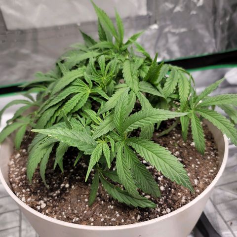 Blue Cookies  growlog timeline photo
