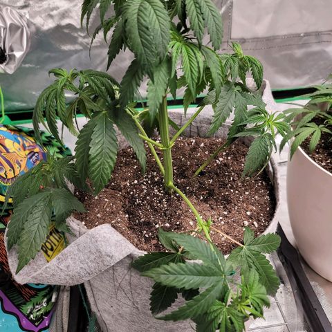 Citrus Punch growlog timeline photo