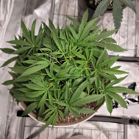 Blue Cookies  growlog timeline photo