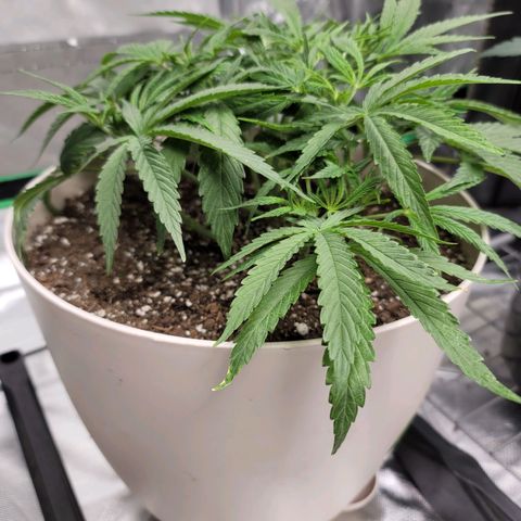 Blue Cookies  growlog timeline photo