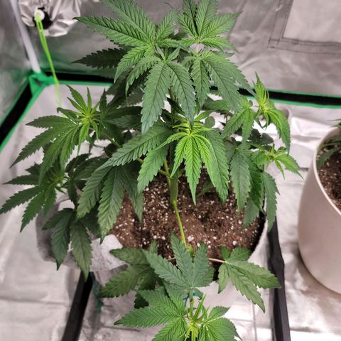 Citrus Punch growlog timeline photo