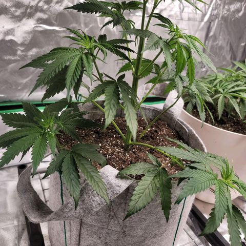 Citrus Punch growlog timeline photo
