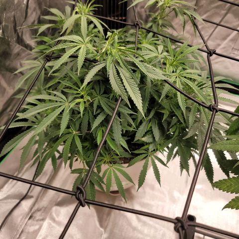 Blue Cookies  growlog timeline photo