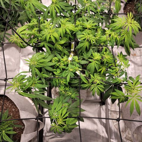 Citrus Punch growlog timeline photo