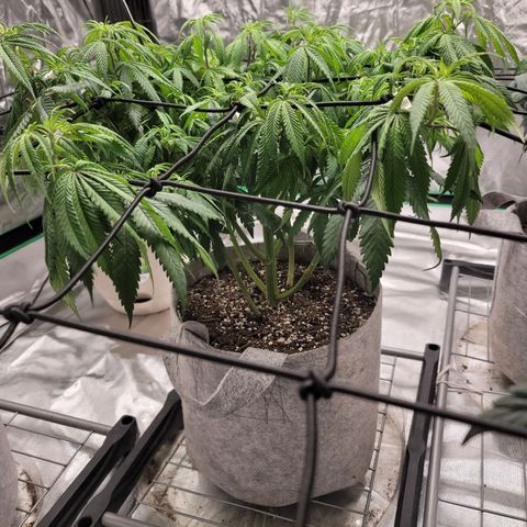 Citrus Punch growlog timeline photo