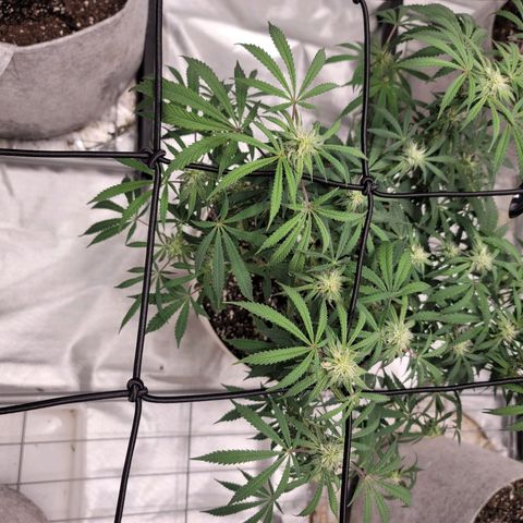 Blue Cookies  growlog timeline photo