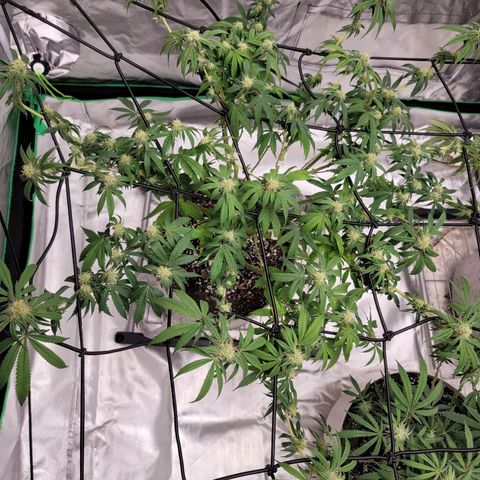 Citrus Punch growlog timeline photo