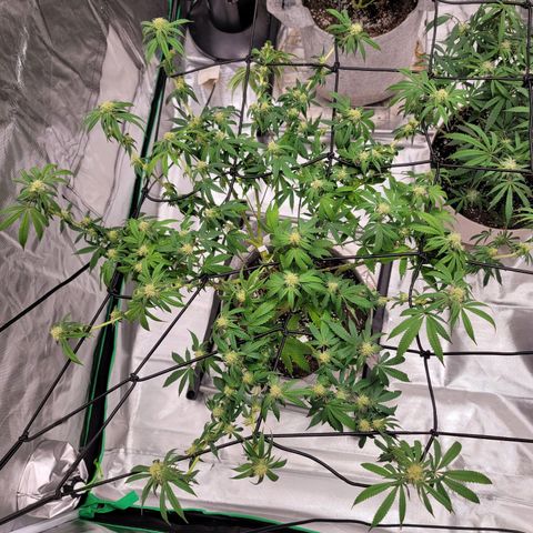 Citrus Punch growlog timeline photo