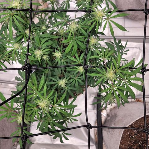 Blue Cookies  growlog timeline photo