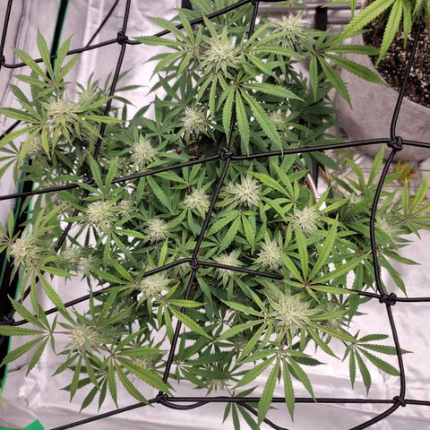 Blue Cookies  growlog timeline photo