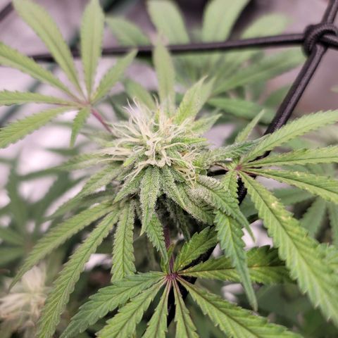 Blue Cookies  growlog timeline photo