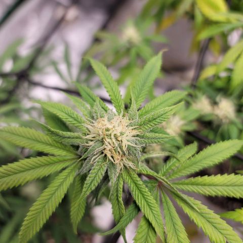Citrus Punch growlog timeline photo