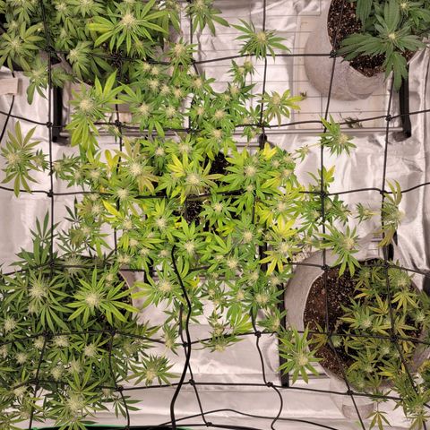 Citrus Punch growlog timeline photo