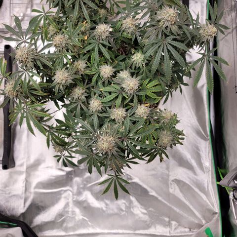 Blue Cookies  growlog timeline photo