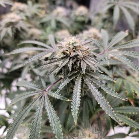 Blue Cookies  growlog timeline photo