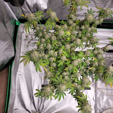 Citrus Punch growlog timeline photo