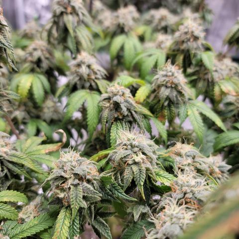 Citrus Punch growlog timeline photo