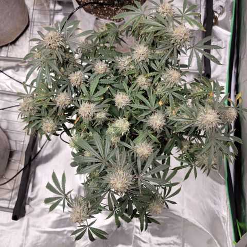 Blue Cookies  growlog timeline photo