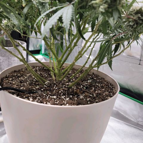 Blue Cookies  growlog timeline photo