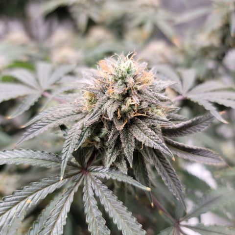 Blue Cookies  growlog timeline photo