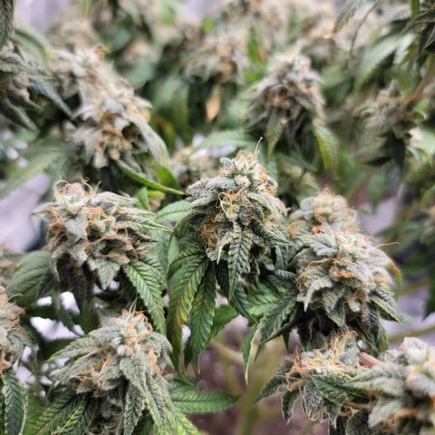 Citrus Punch growlog timeline photo