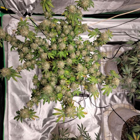 Citrus Punch growlog timeline photo