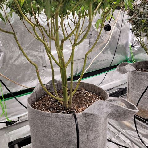 Citrus Punch growlog timeline photo