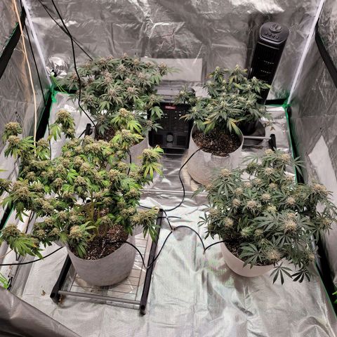 Citrus Punch growlog timeline photo