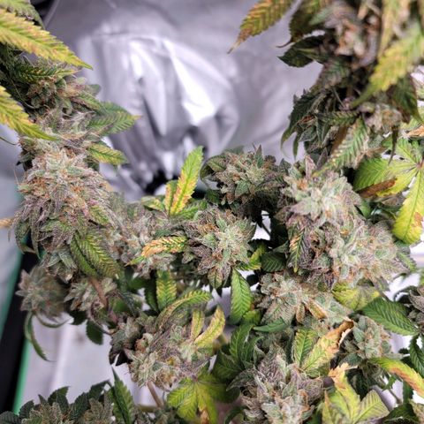 Citrus Punch growlog timeline photo
