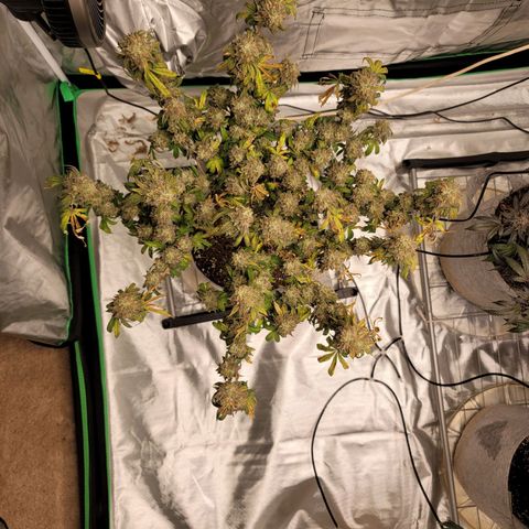 Citrus Punch growlog timeline photo