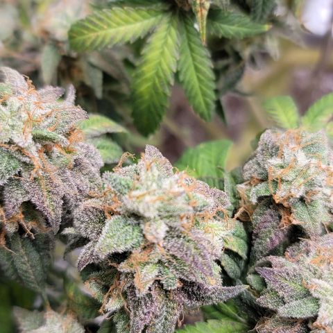 Citrus Punch growlog timeline photo
