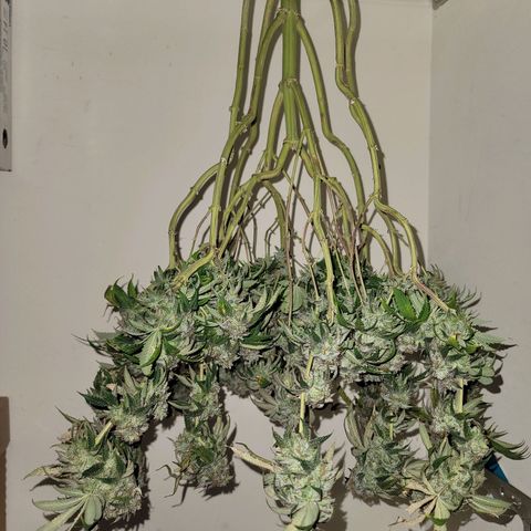 Citrus Punch growlog timeline photo