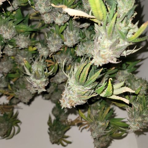 Citrus Punch growlog timeline photo