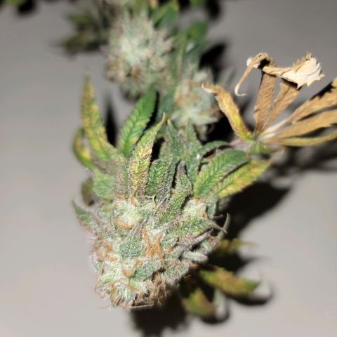 Citrus Punch growlog timeline photo