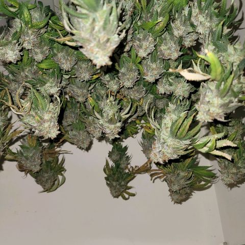 Citrus Punch growlog timeline photo