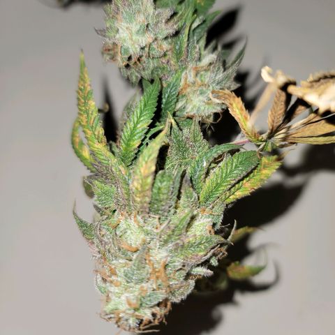 Citrus Punch growlog timeline photo